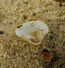 Anomalocardia flexuosa