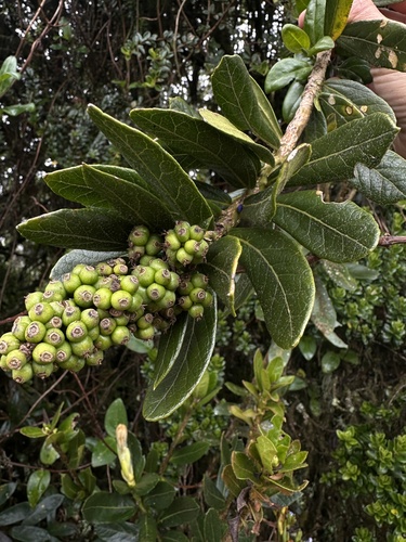 Oreopanax mutisianus, photograph 6