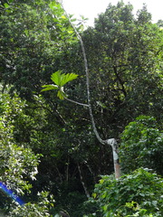 Artocarpus camansi