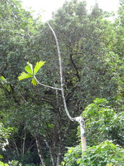 Artocarpus camansi