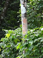 Artocarpus camansi
