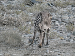 Equus zebra hartmannae