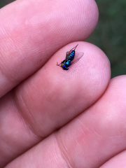 Condylostylus mundus