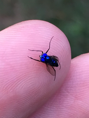 Condylostylus mundus