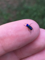 Condylostylus mundus