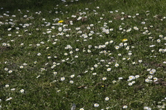 Bellis perennis