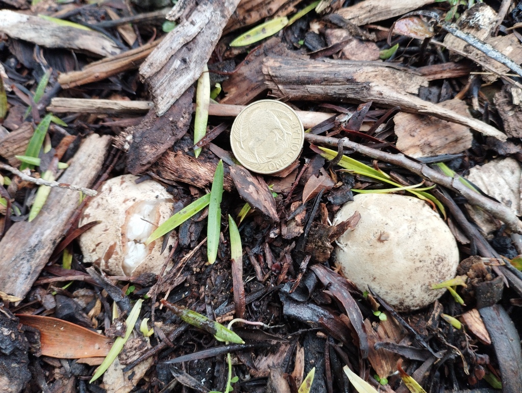 Ileodictyon cibarium · May 2025 · photo: © geoffr (iNaturalist, cc0)