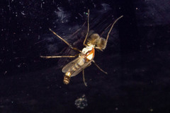 Coelotanypus tricolor