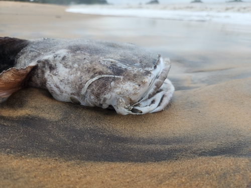Pacuma toadfish (Batrachoides surinamensis) — Batrachoididae — 4