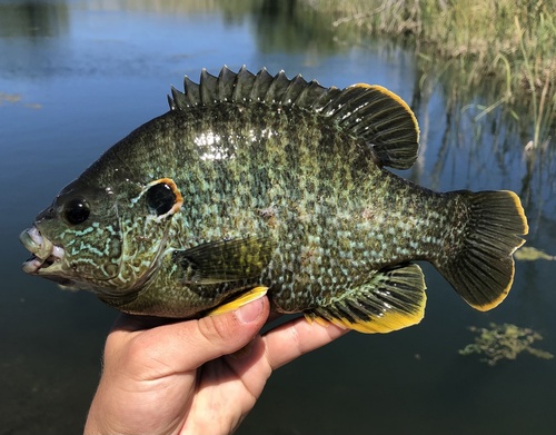 Lepomis cyanellus × microlophus