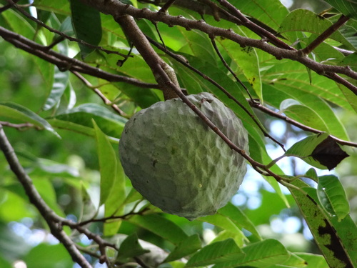 Annona reticulata - Whole tree