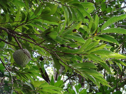 Annona reticulata - Leaves