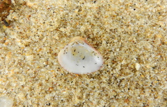 Anomalocardia flexuosa