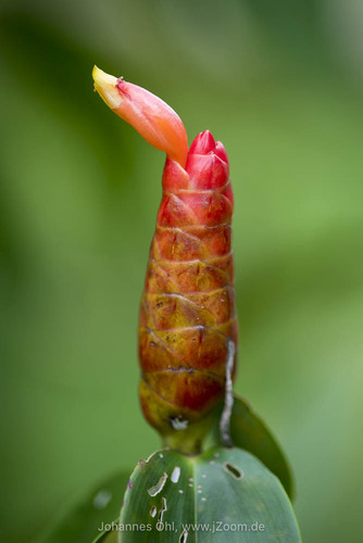 Costus woodsonii