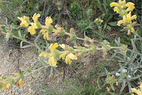 Avistamiento Phlomis lychnitis