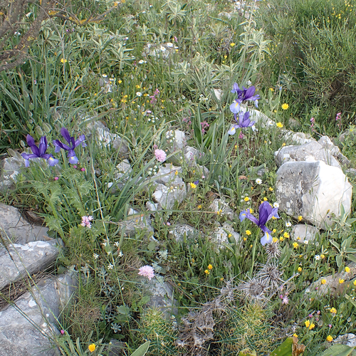 Avistamiento Iris azul de las marismas (Iris xiphium)