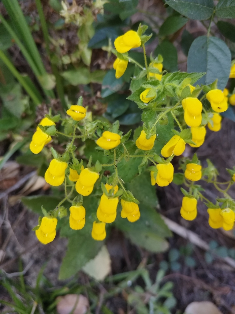 Calceolaria petioalaris (Calceolaria petioalaris)