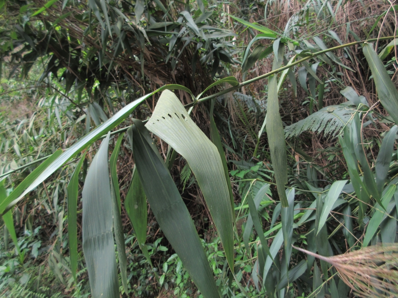 chít (Thysanolaena latifolia)
