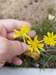 Hieracium venosum