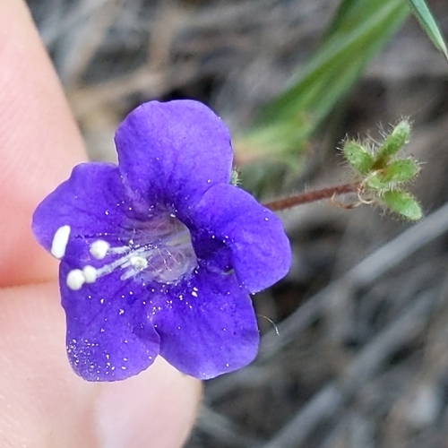 Wild canterbury bells (Phacelia minor)