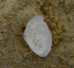 Iphigenia brasiliensis
