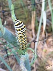Papilio polyxenes