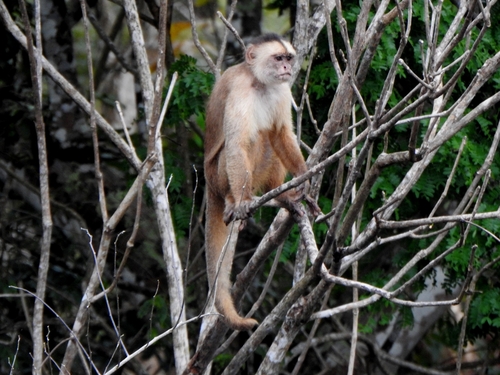 Spix's White-fronted Capuchin