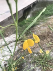 Sesbania herbacea