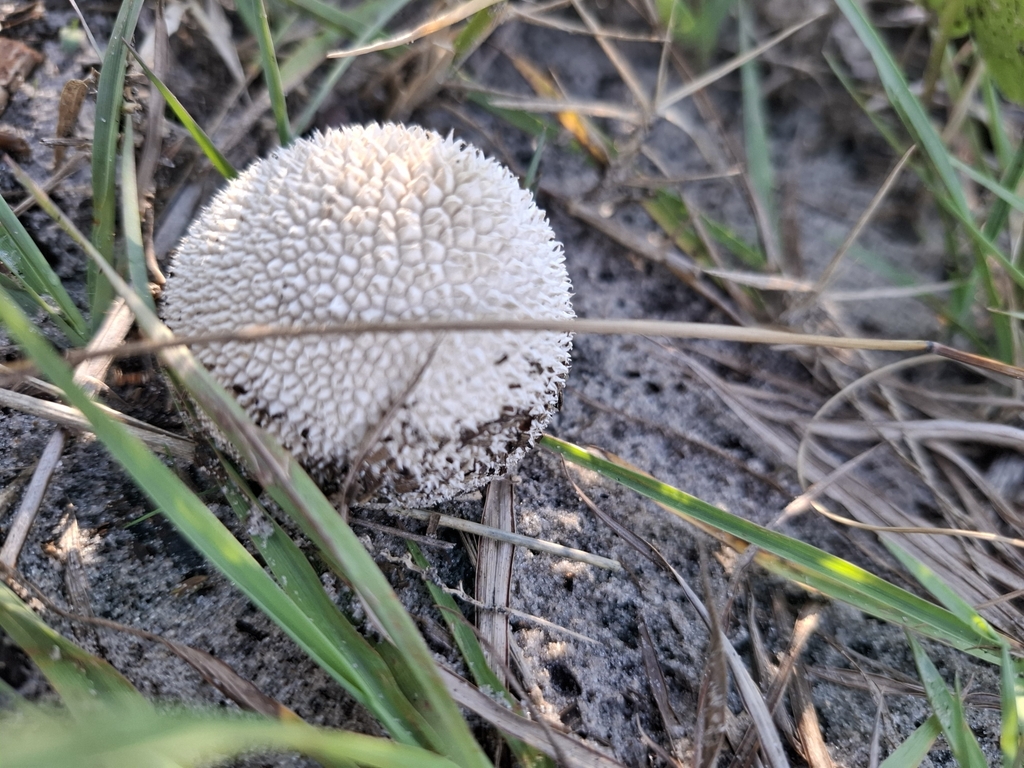 Lycoperdon perlatum · April 2025 · photo: © iara32 (iNaturalist, cc0)