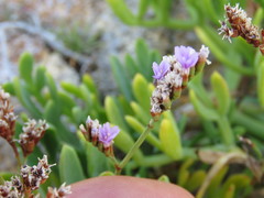 Limonium binervosum