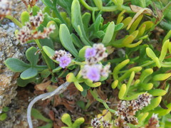 Limonium binervosum