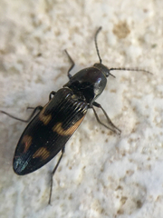 Selatosomus suckleyi