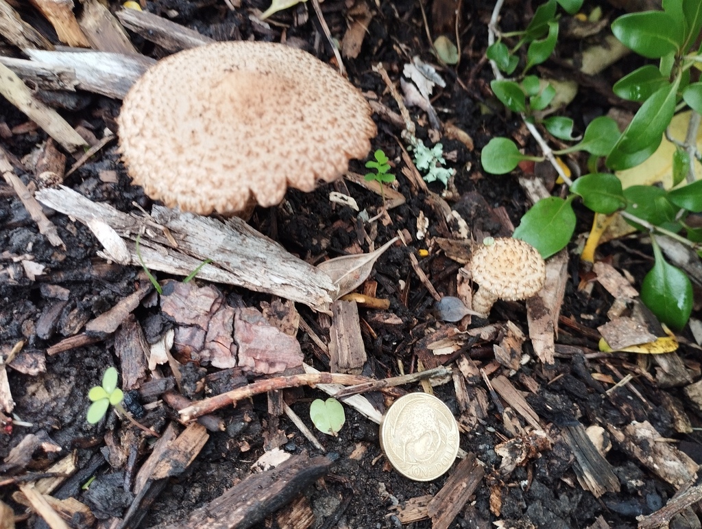 Lacrymaria asperospora · May 2025 · photo: © geoffr (iNaturalist, cc0)
