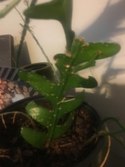 Disocactus anguliger