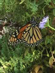 Danaus plexippus