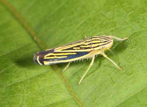 Yellow-striped Leafhopper
