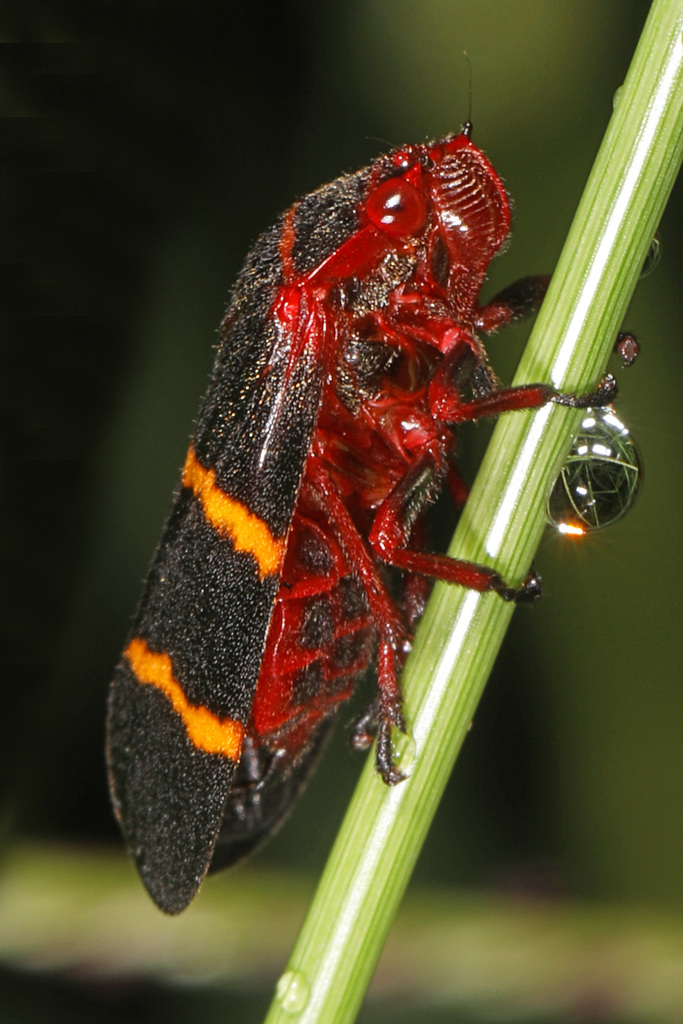 Two-lined spittlebug (Prosapia bicincta)