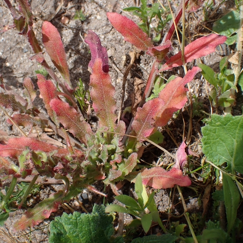 Image of Camissoniopsis micrantha by no rights reserved