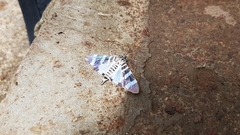 Lypotigris reginalis