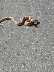 Pituophis deppei jani