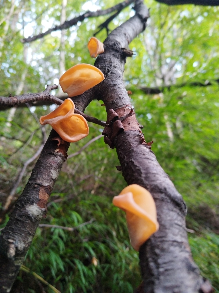 Gloeosoma vitellinum · April 2025 · photo: © nutri_gabi_barrera (iNaturalist, cc0)