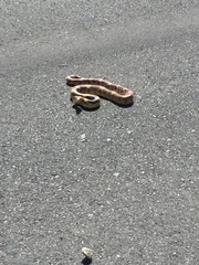 Pituophis deppei jani