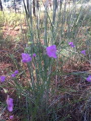 Agalinis strictifolia