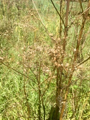Tordylieae
