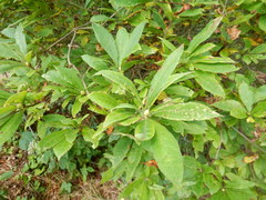 Rhododendron calendulaceum