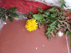 Taraxacum officinale