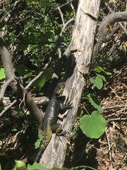 Sceloporus oberon