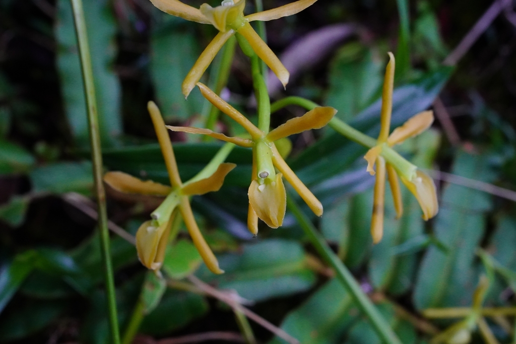 Epidendrum maderoi Schltr. 3