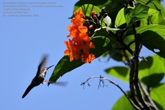 Cynanthus forficatus