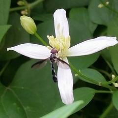 Pelecinobaccha costata